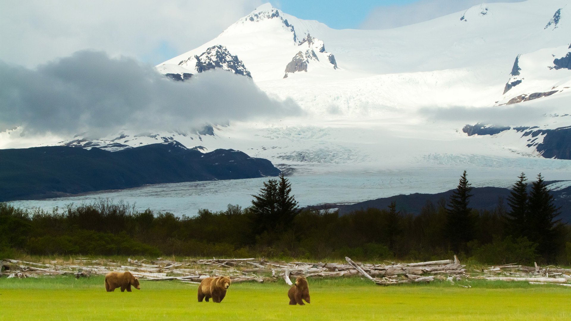 grizzly bears alaska bears grizzly mountain landscape