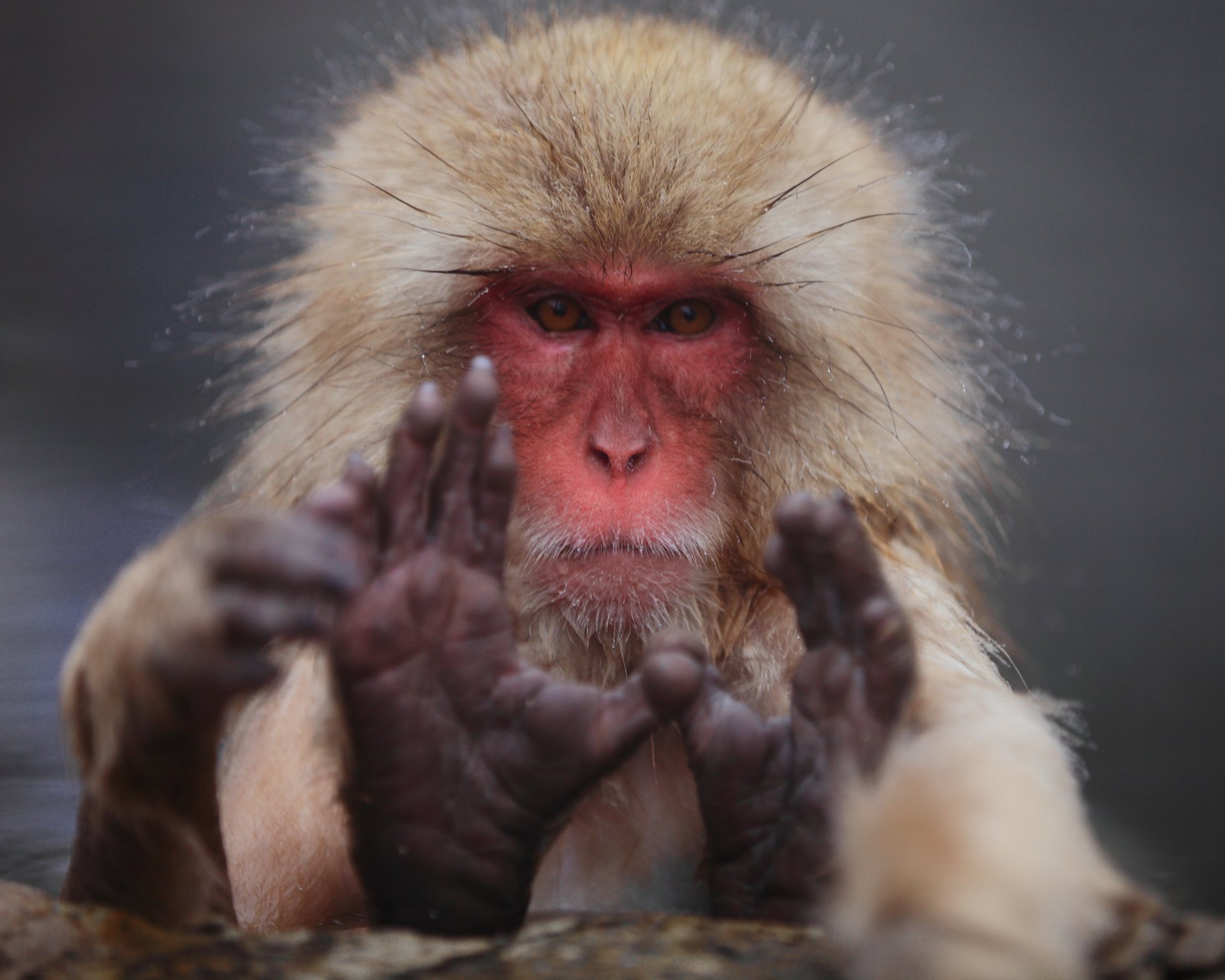 macaco japonés macaco fuscata mono del norte samurai géiser calor nieve japón