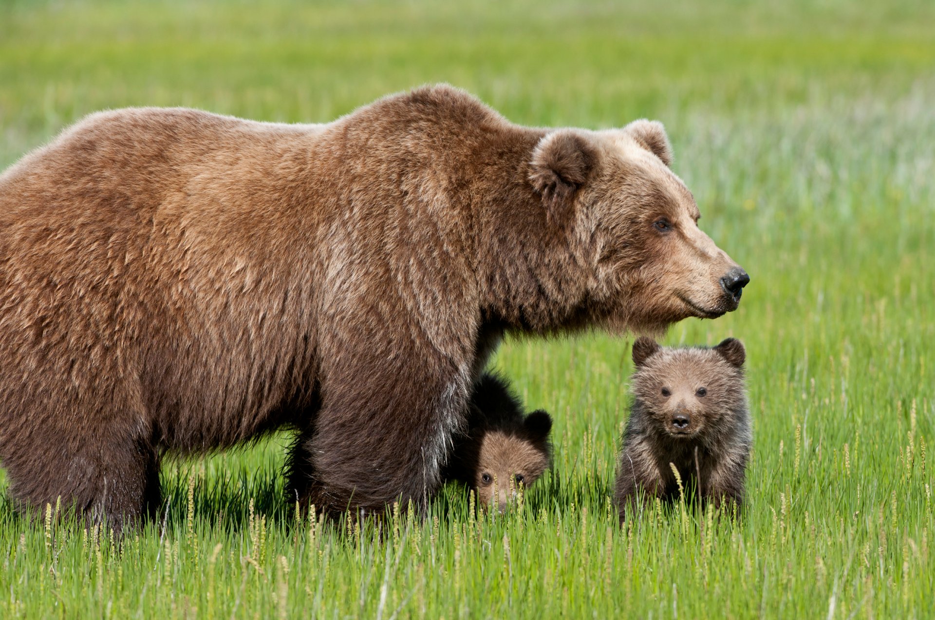 orso orso erba