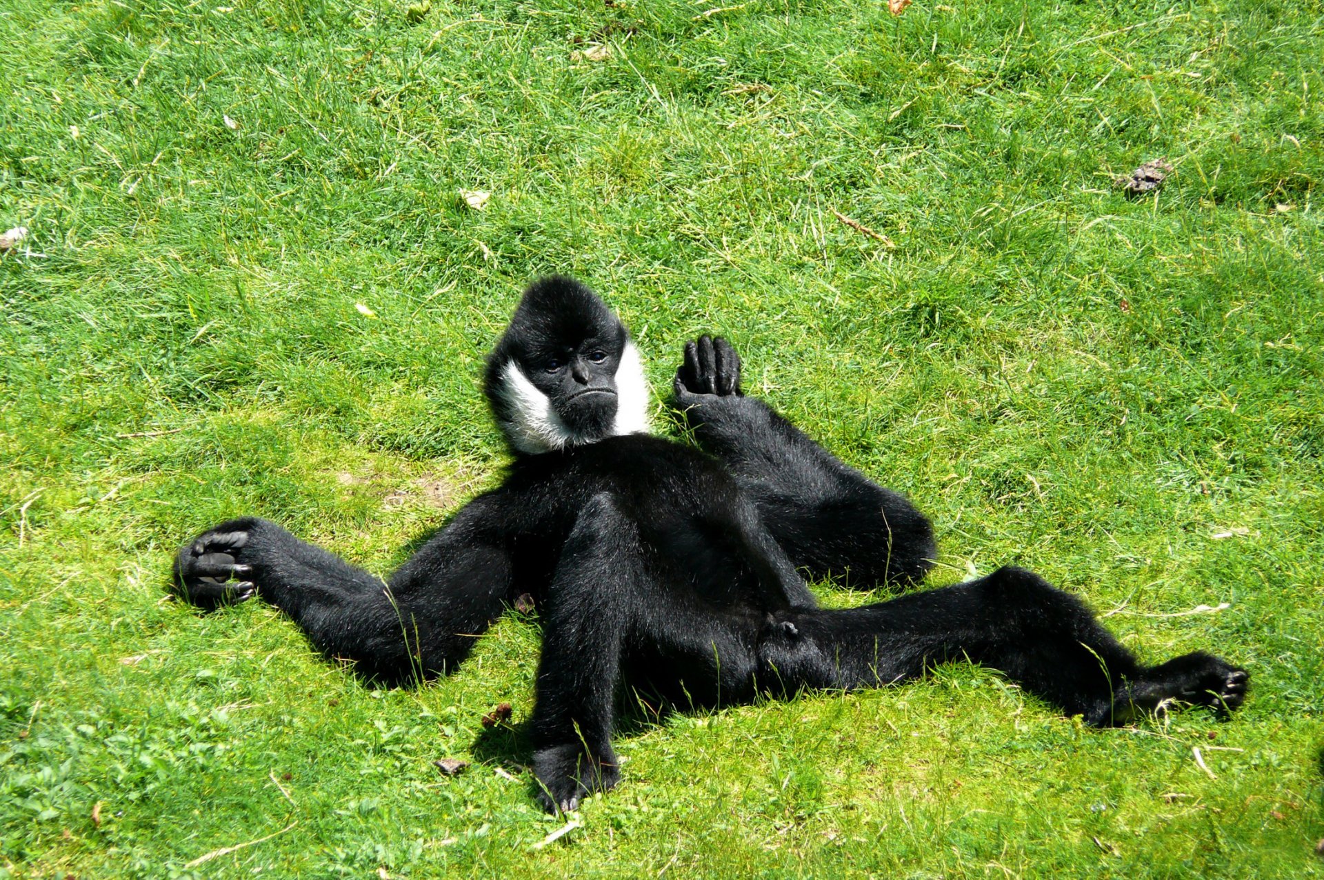 background grass field monkey wool feet of course