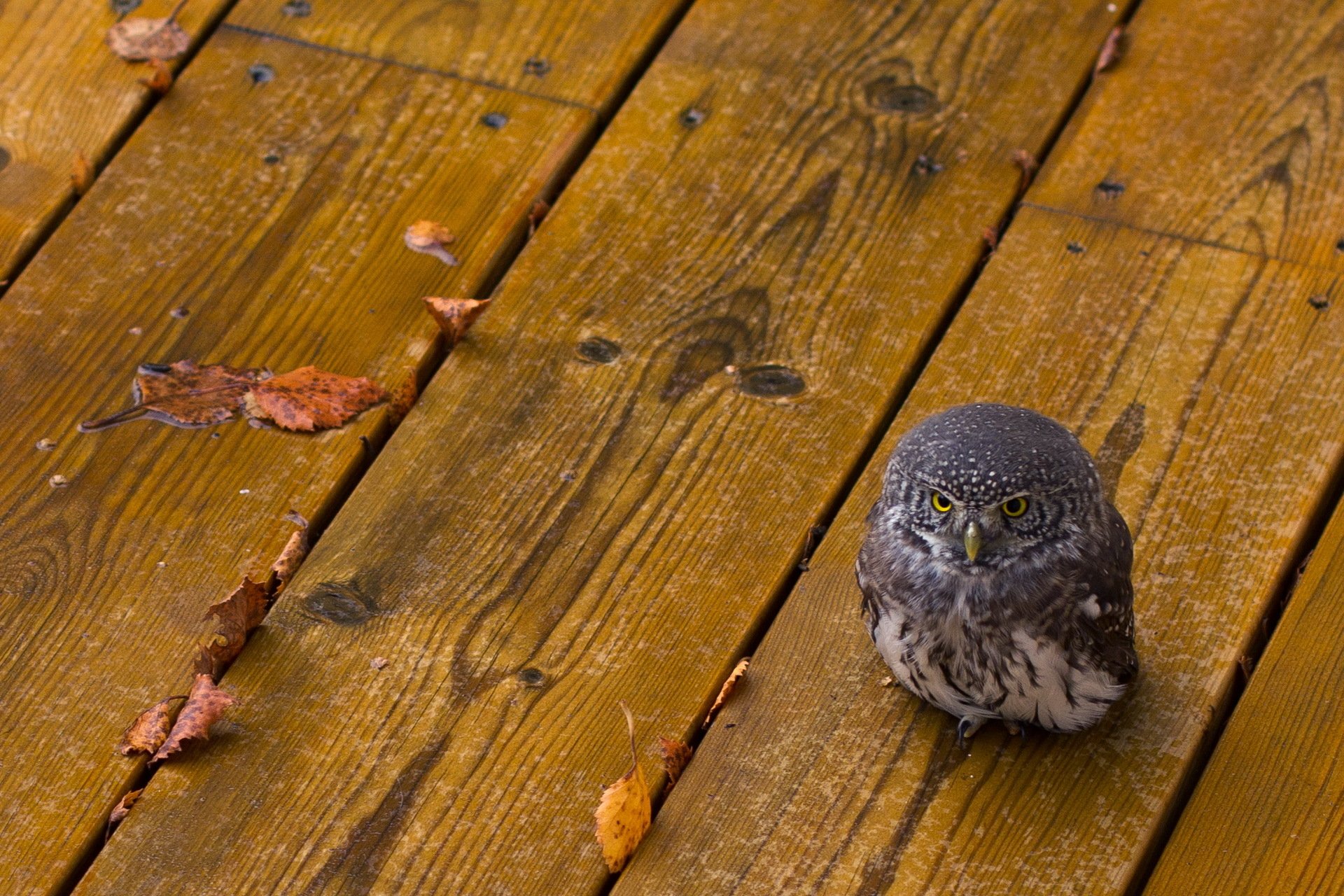 owl poultry leave