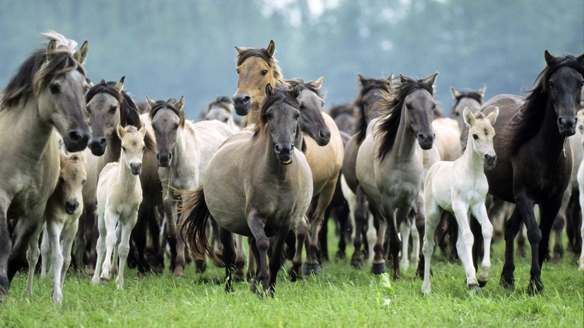 konie stado źrebięta klacze ogiery grzywa szare myszowate chagrowe igrujące krucze białe bieganie galop kłus łąka pole trawa celowość