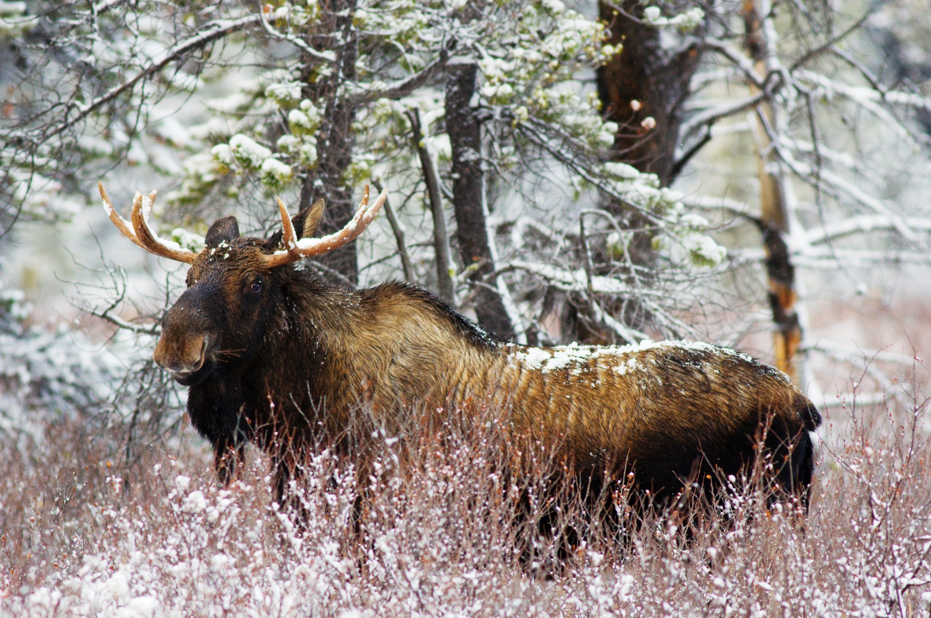 alce inverno neve foresta cespugli