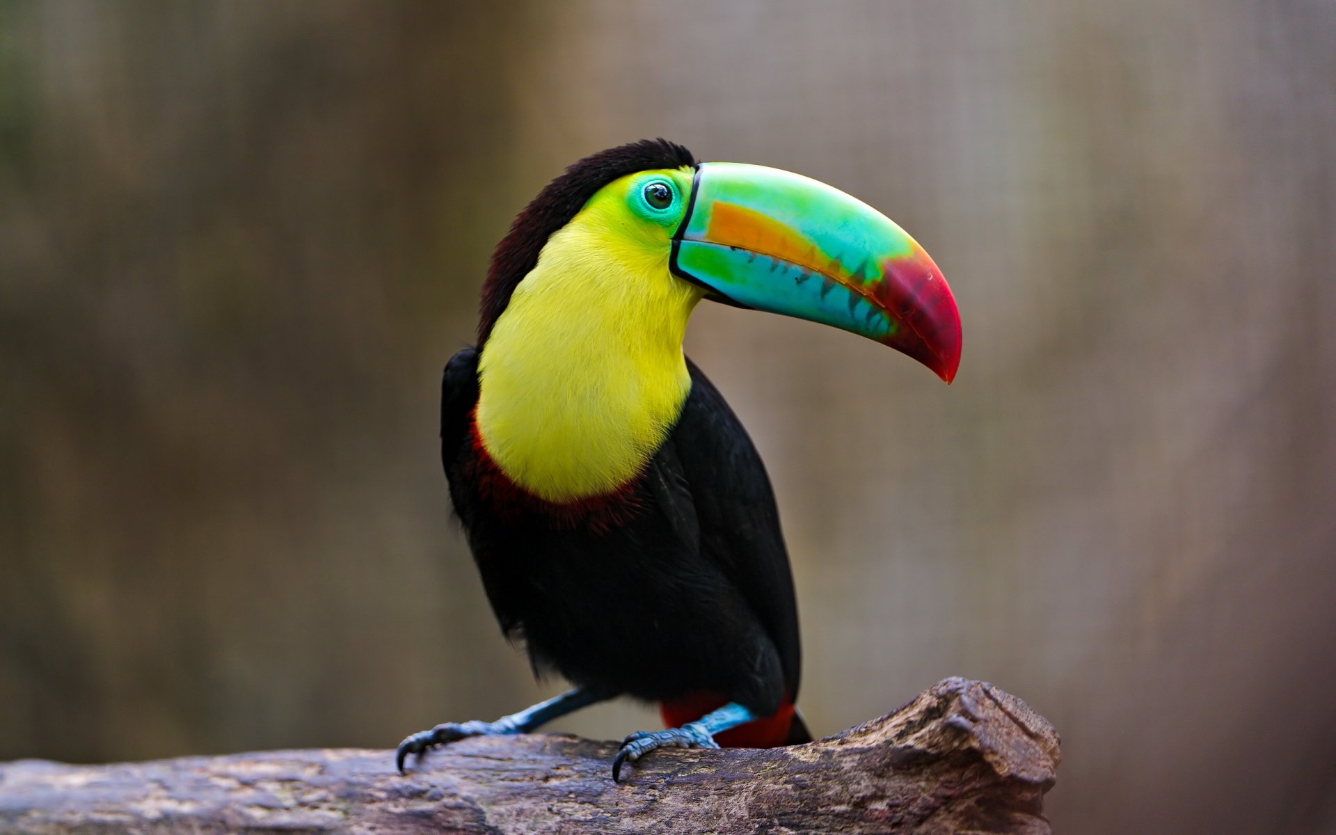 poultry nature background toucan