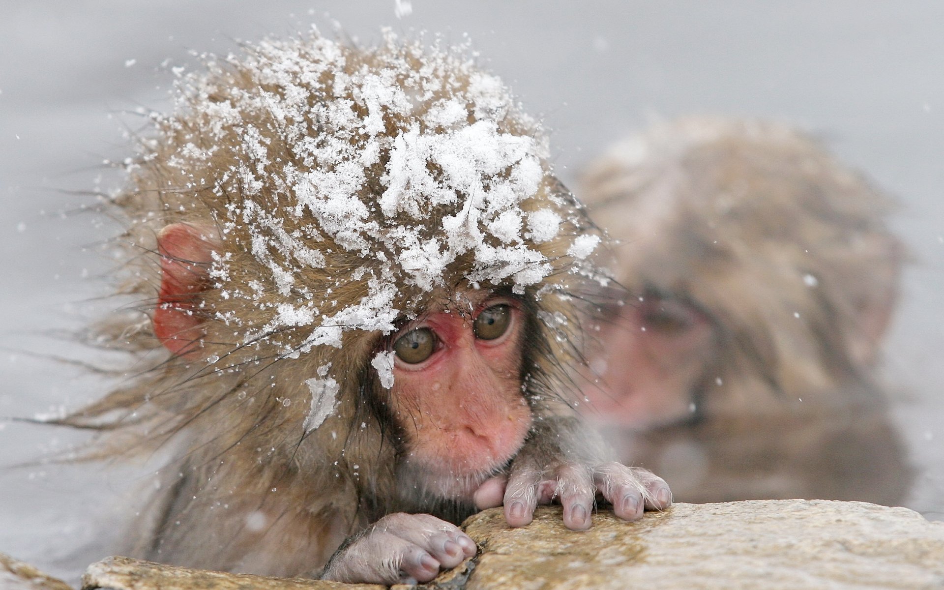 monkey winter water snow cool