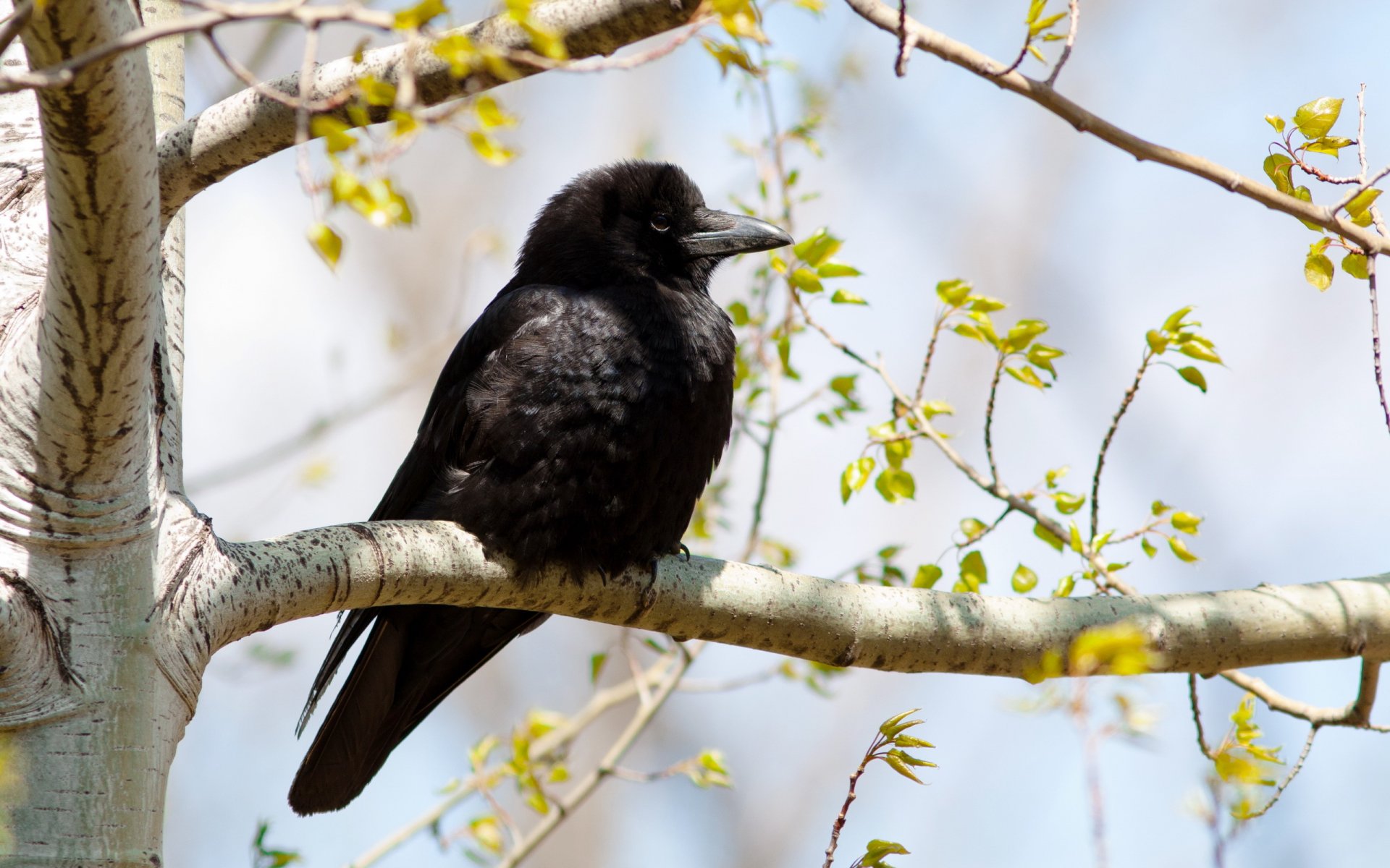 oiseau corbeau nature