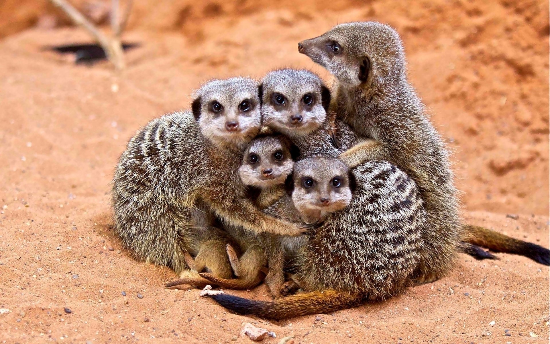 animals meerkats family