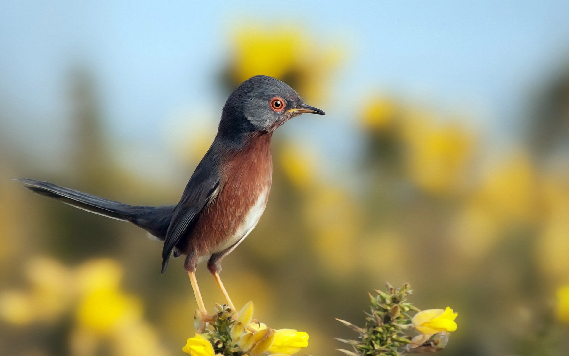 uccello natura sfondo