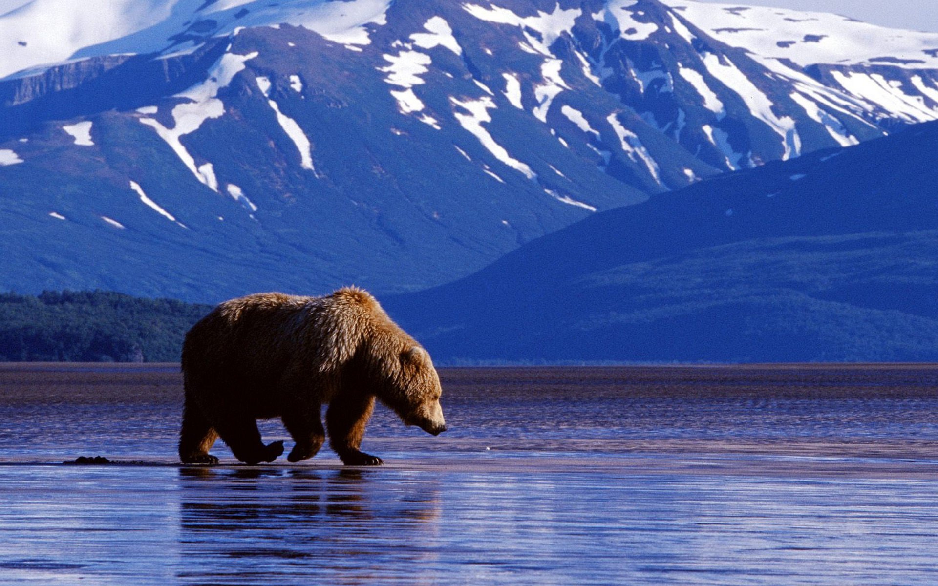 orso sfondo montagne acqua