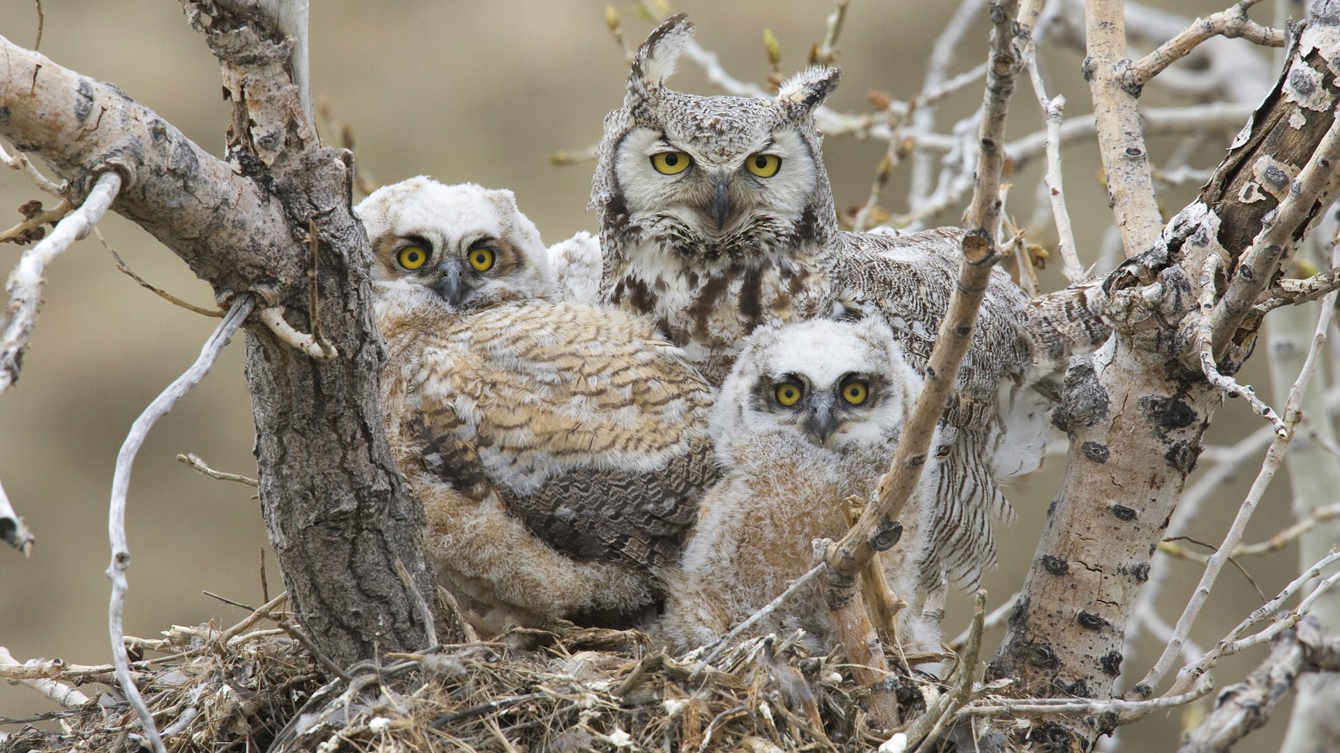 great horned owl birds chicks nest