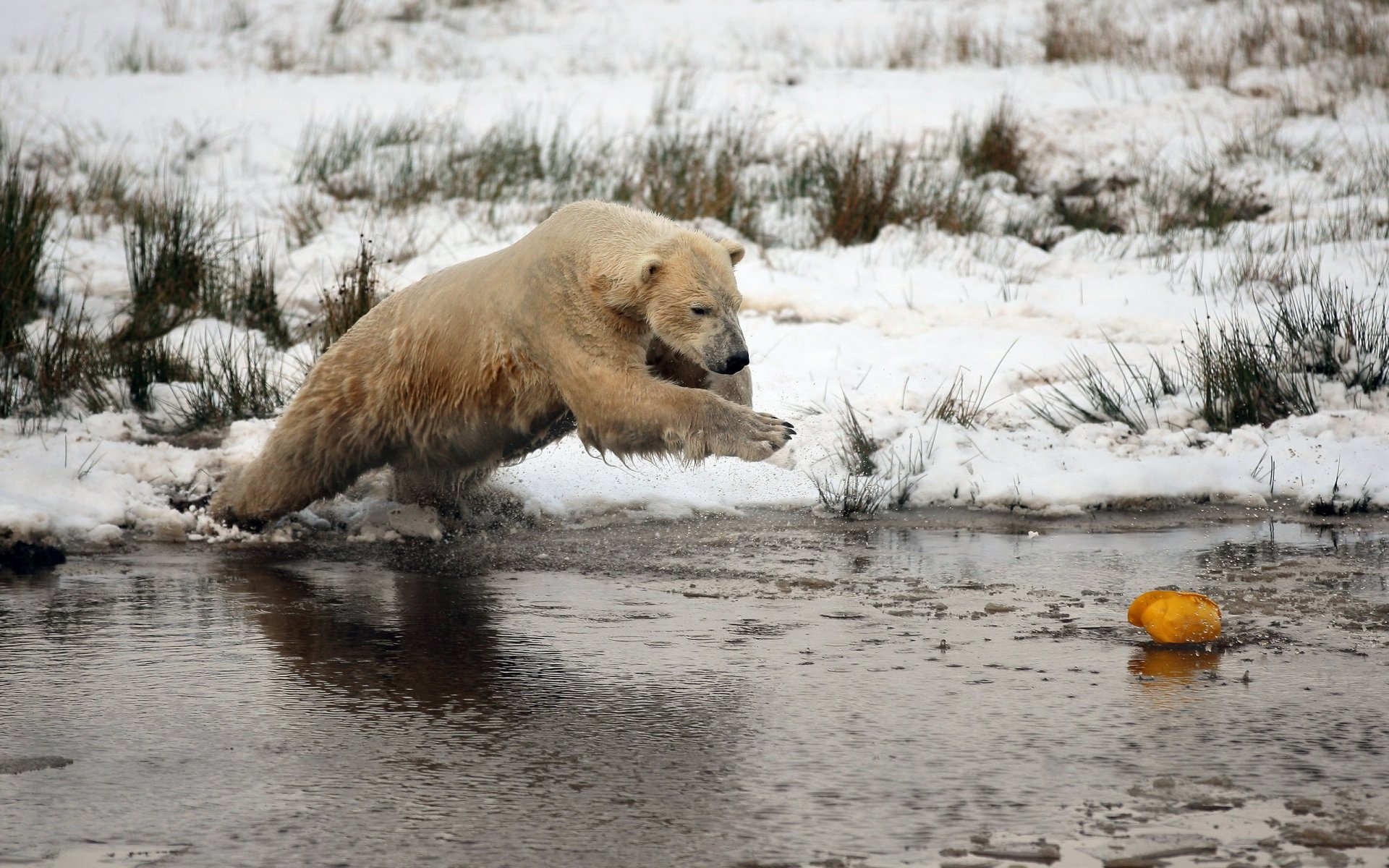 ours hiver neige