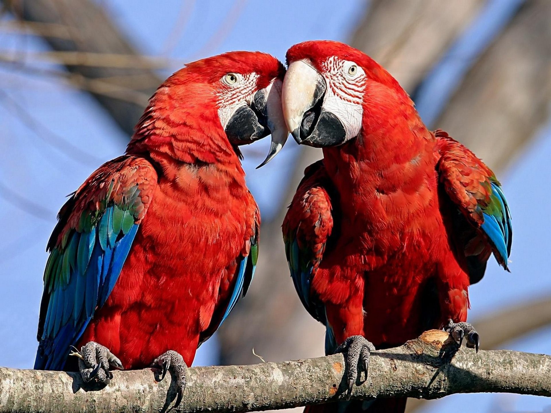 animales loros guacamayos aves árbol fondos de pantalla