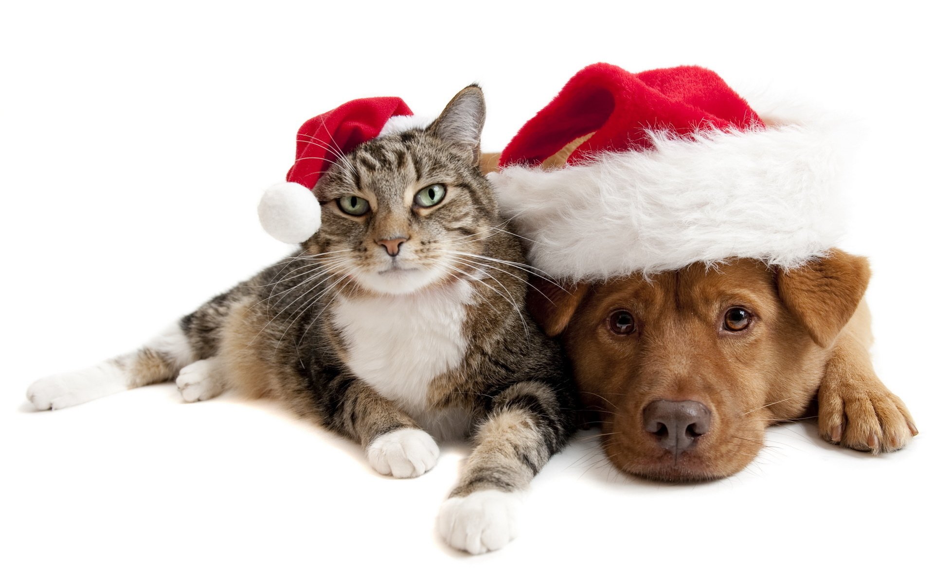 gato perro sombrero amistad vacaciones