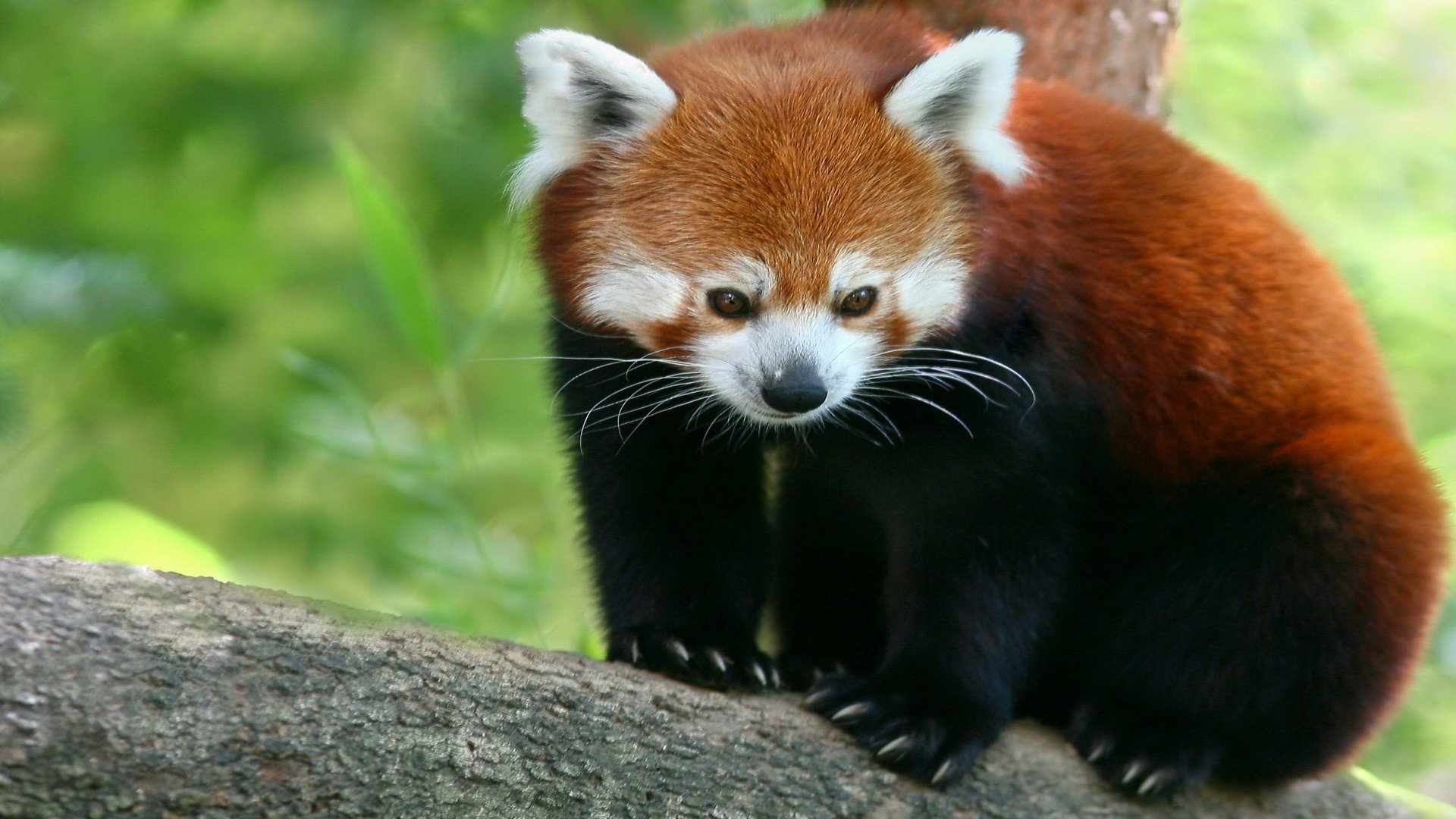 rosso panda piccolo panda orso di bambù firefox