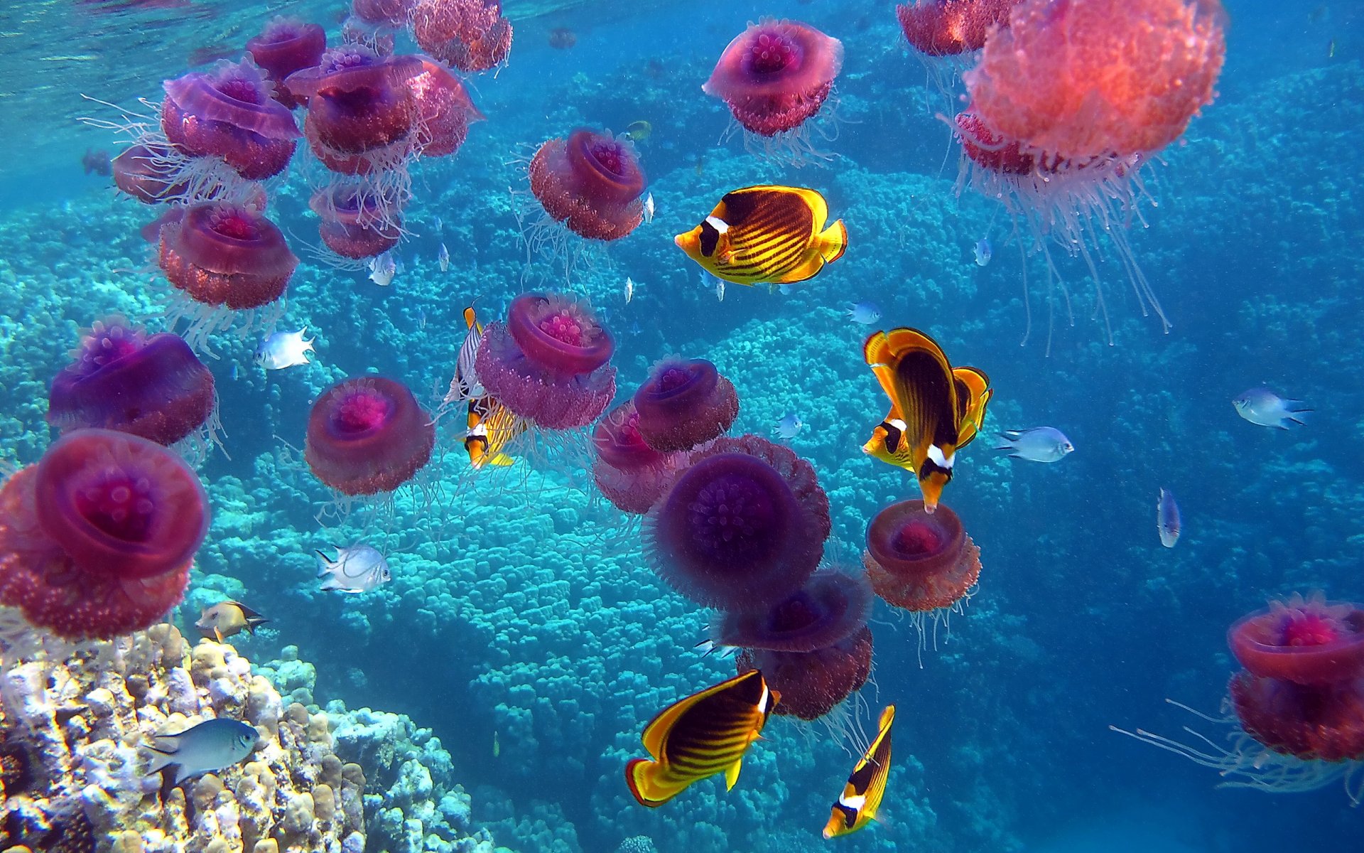 ryby meduzy ocean podwodny świat korale