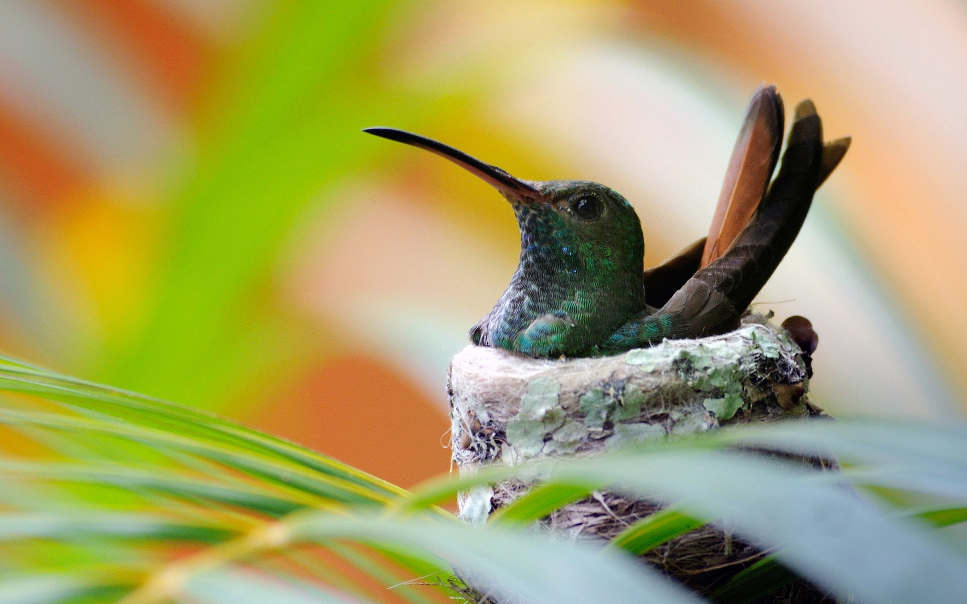 vogel kolibri nest