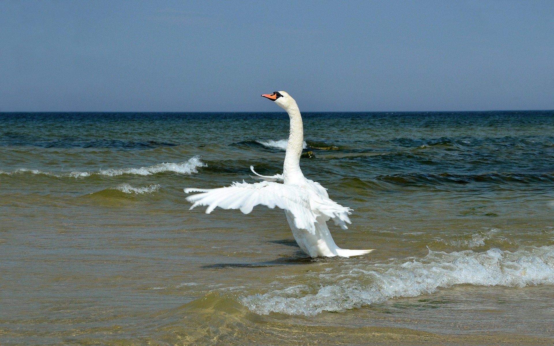 hore surf sea rolls waves white swan neck wings flap feathers horizon sky