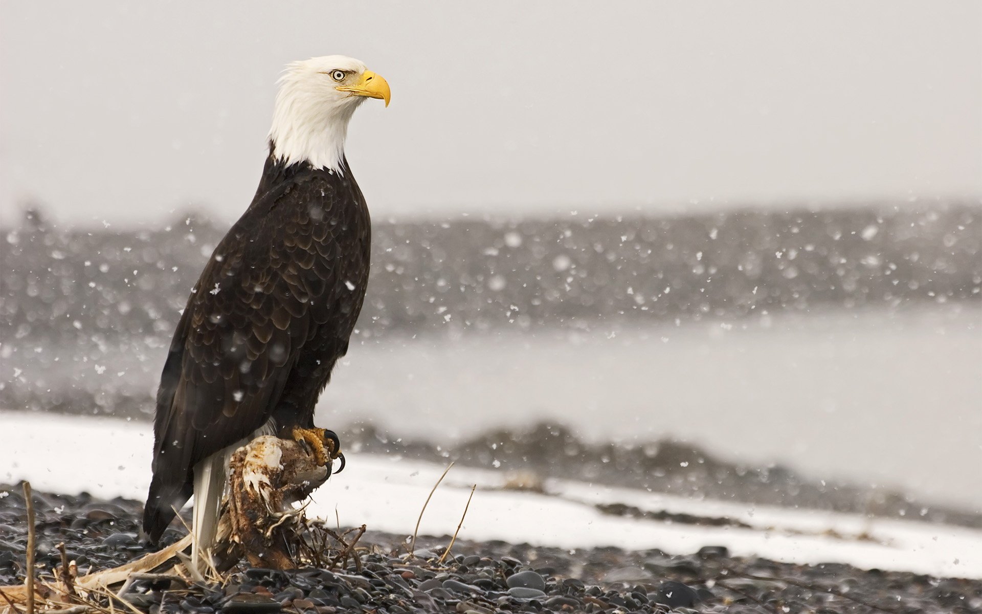 oiseau aigle pygargue à tête blanche neige pierres souche racine