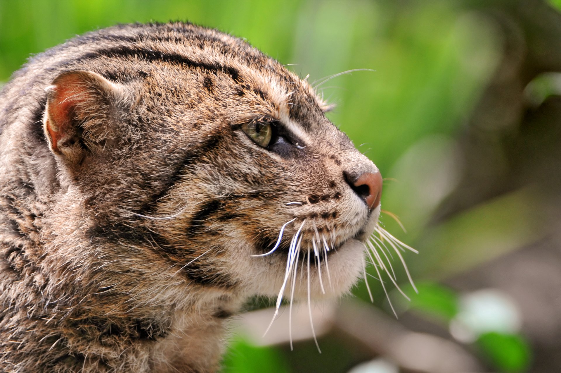 chat roseau grand chat kisa sauvage kote museau fond d écran