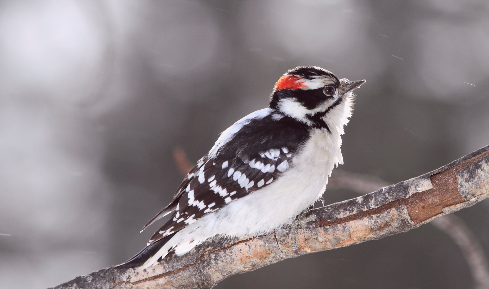 oiseau pic pic duveteux branche flou gris fond éblouissement