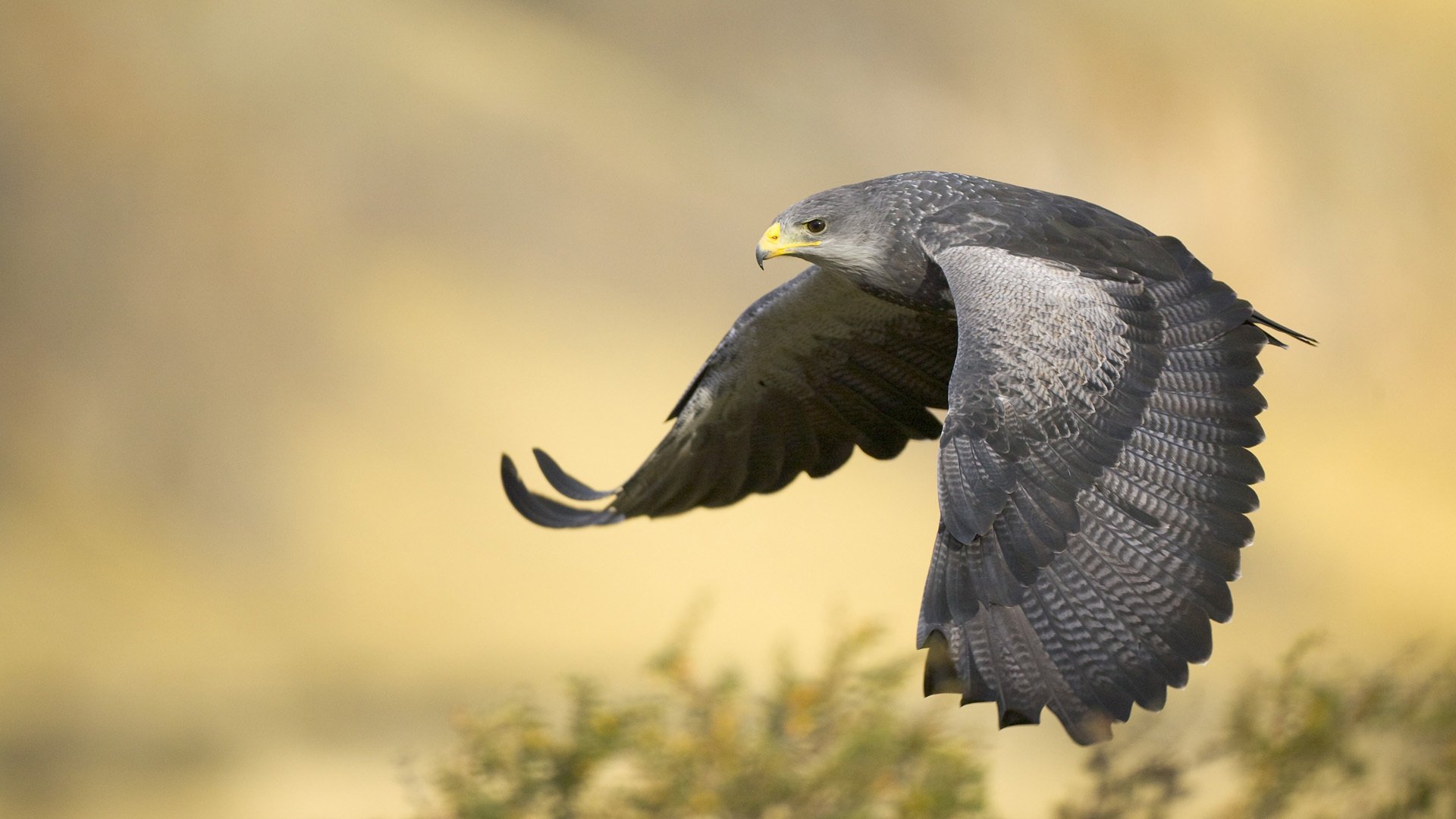 nero petto avvoltoio aquila argentina aquila volo ali