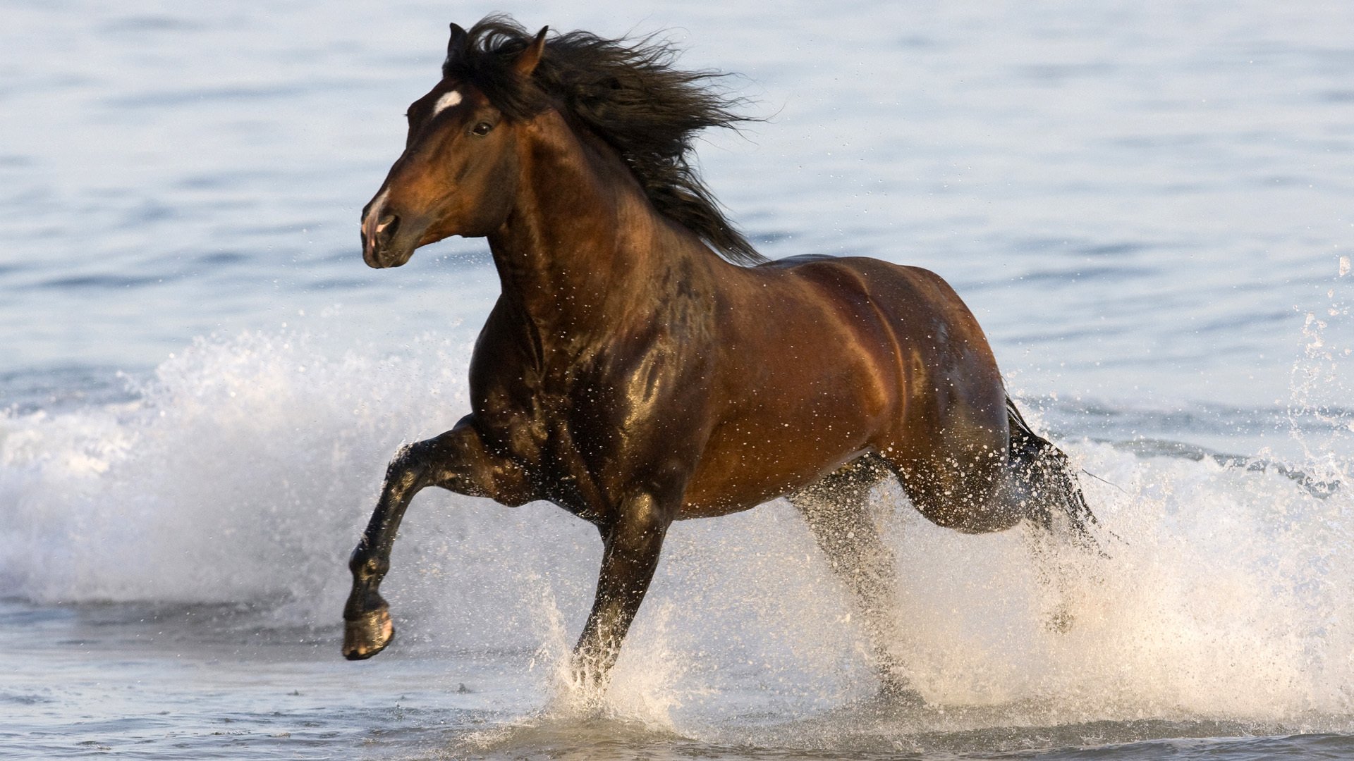 cavallo cavallo animale da corsa acqua di mare gy lavoro 1920x1080