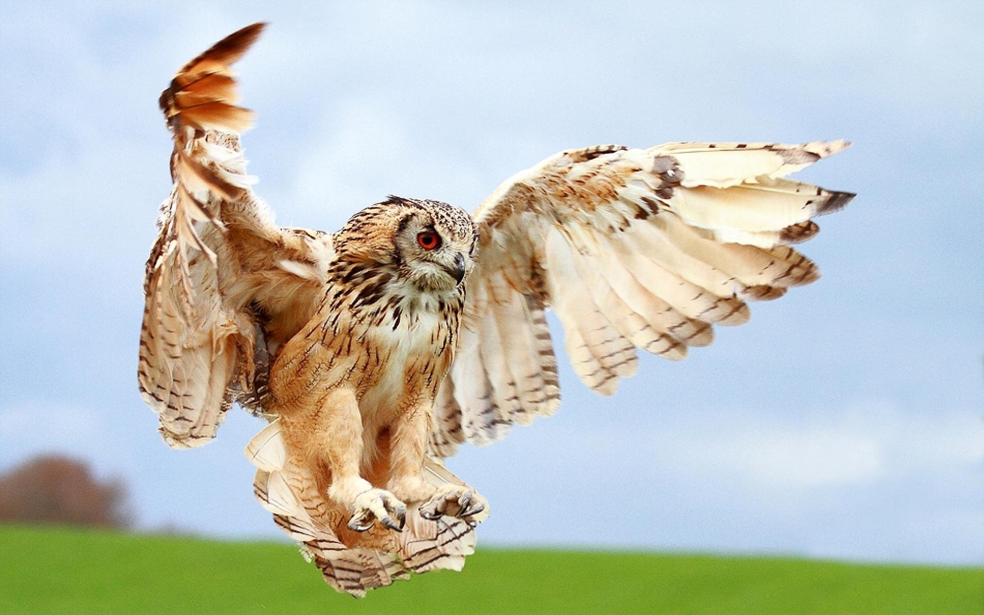 poultry owl wings close up blur landing