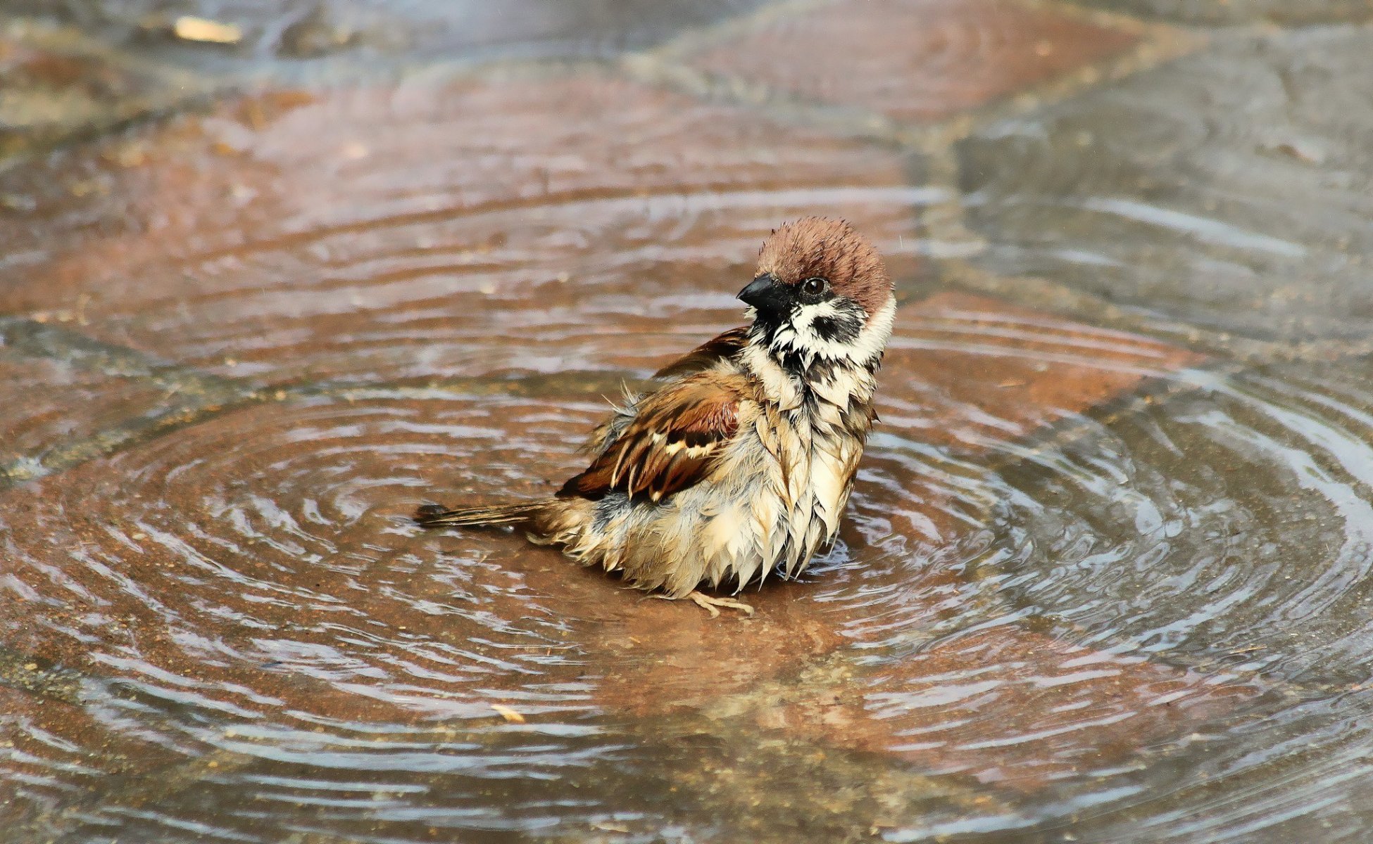 pájaro gorrión mojado agua charco baño