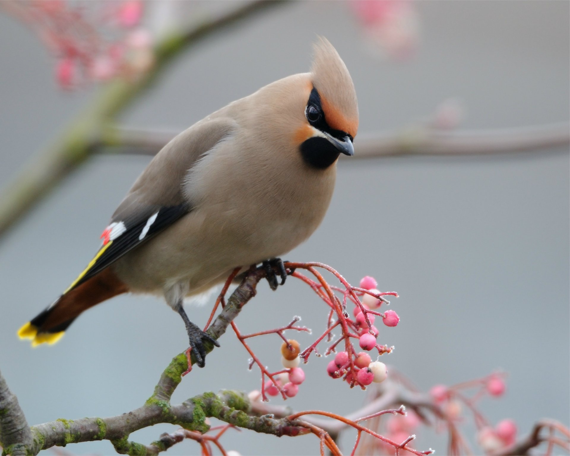 waxwing poultry bird branch pink berries close up