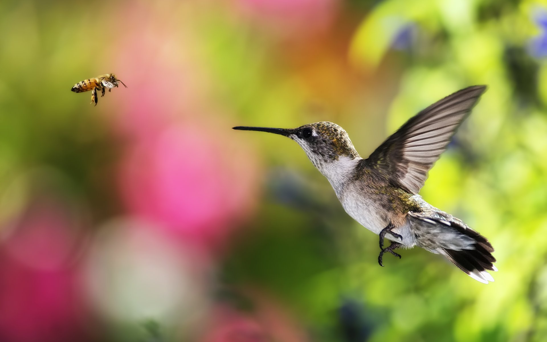 colibrì uccello ape volo sfondo bokeh