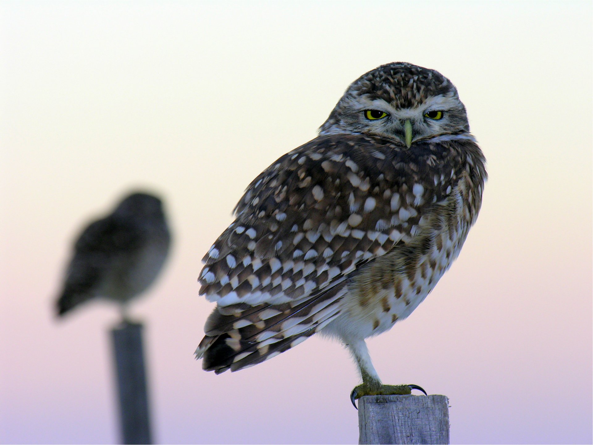 eule eulen vögel säulen makro unschärfe