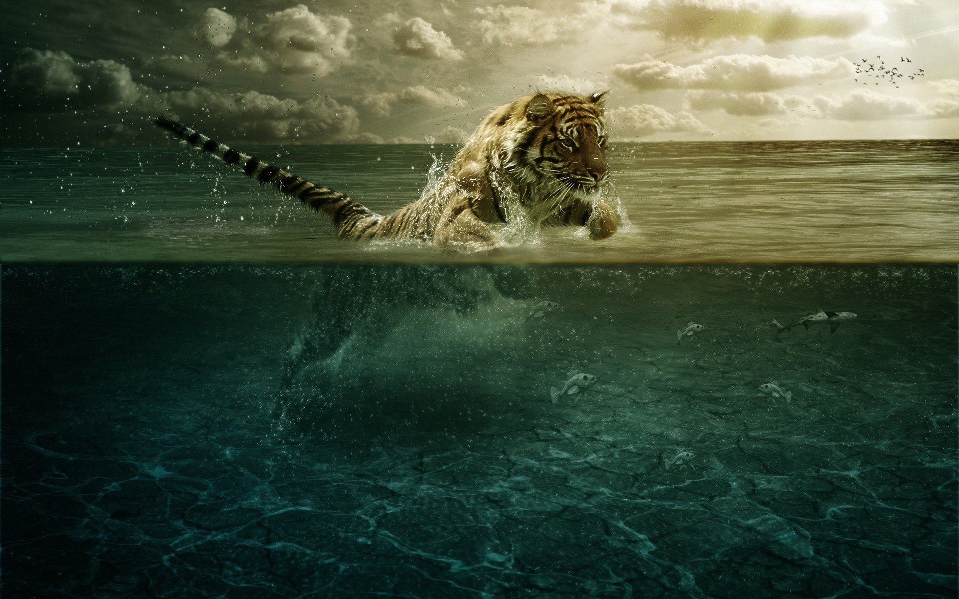 tigre saut eau poissons