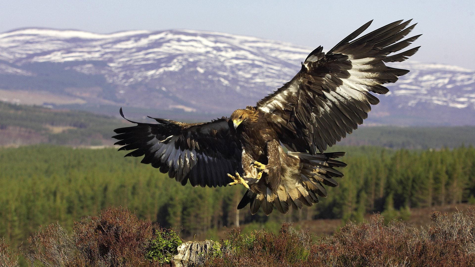 aquila reale uccello predatore ali