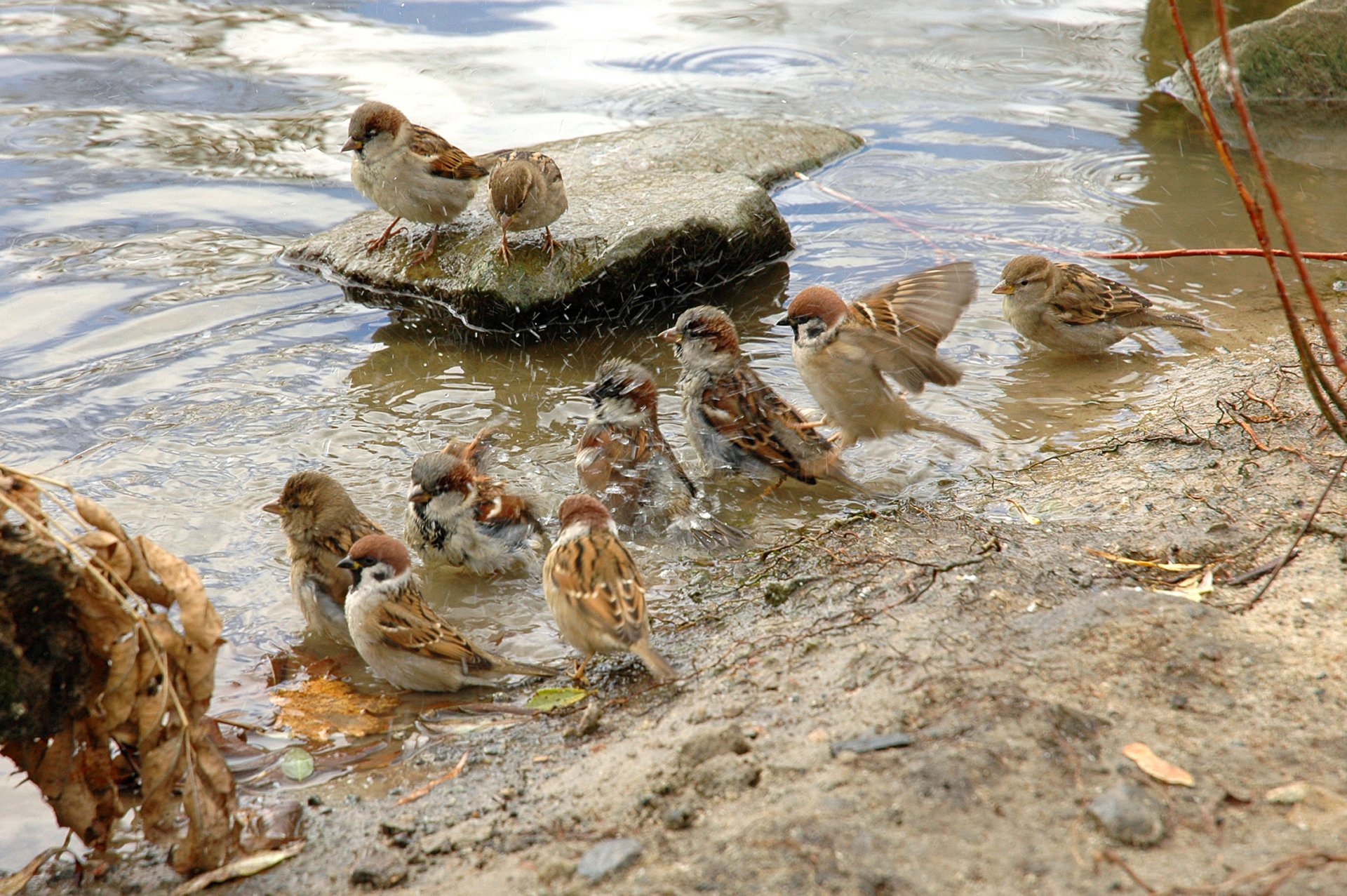 воробьи птица мокрый вода перо стая животные