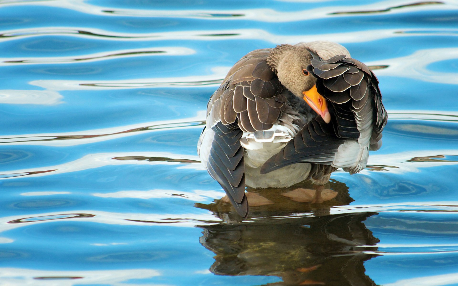 fondo agua superficie ondas pájaro ganso pato plumas alas plumaje pico patas membrana