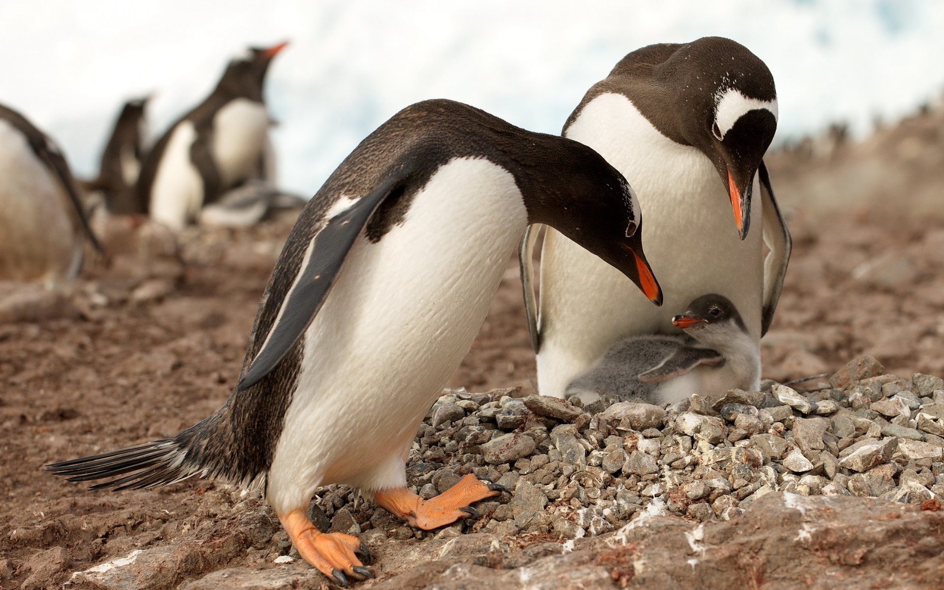 pingouins antarctique nature