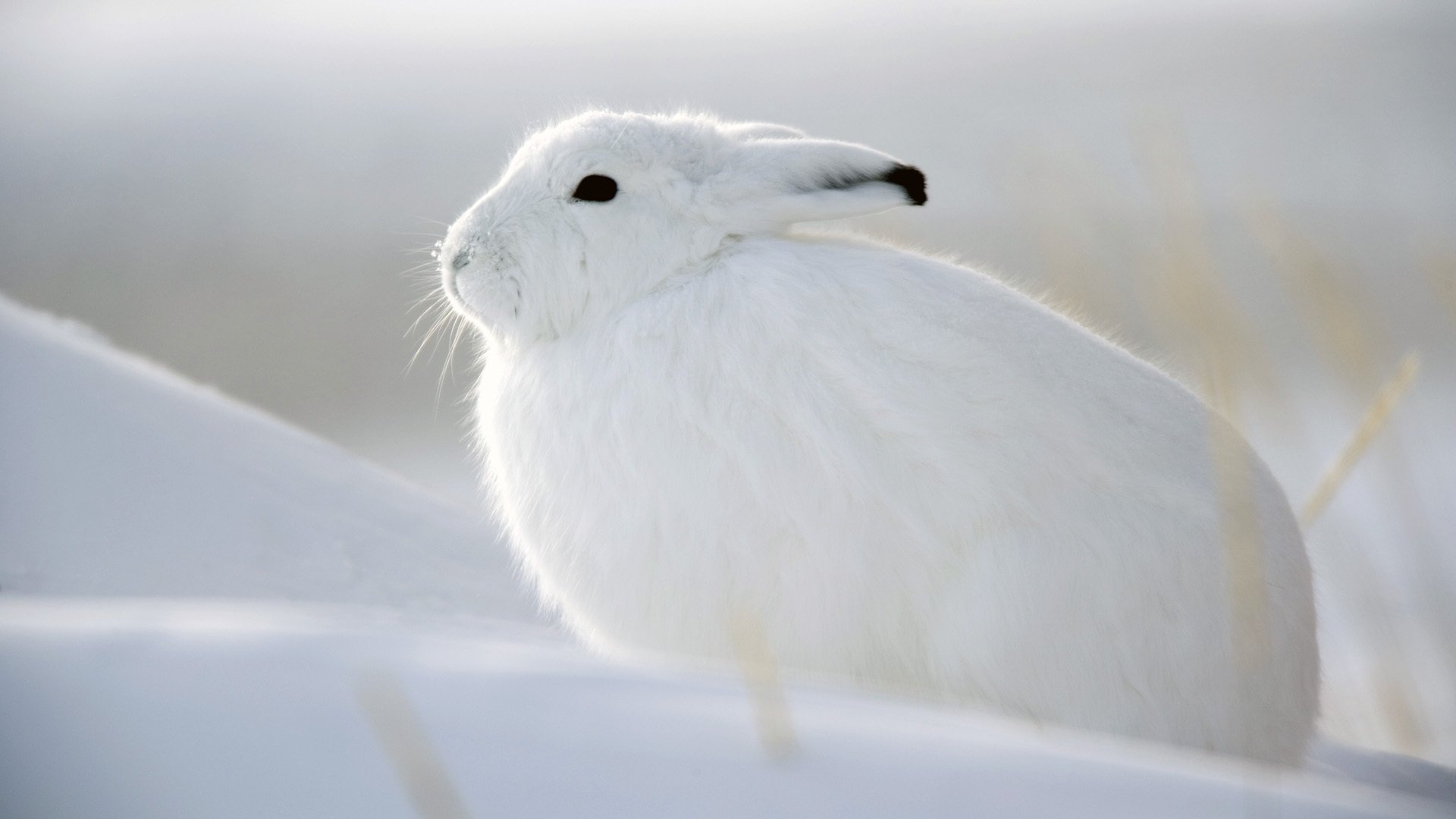 hase eichhörnchen schnee weiß winter