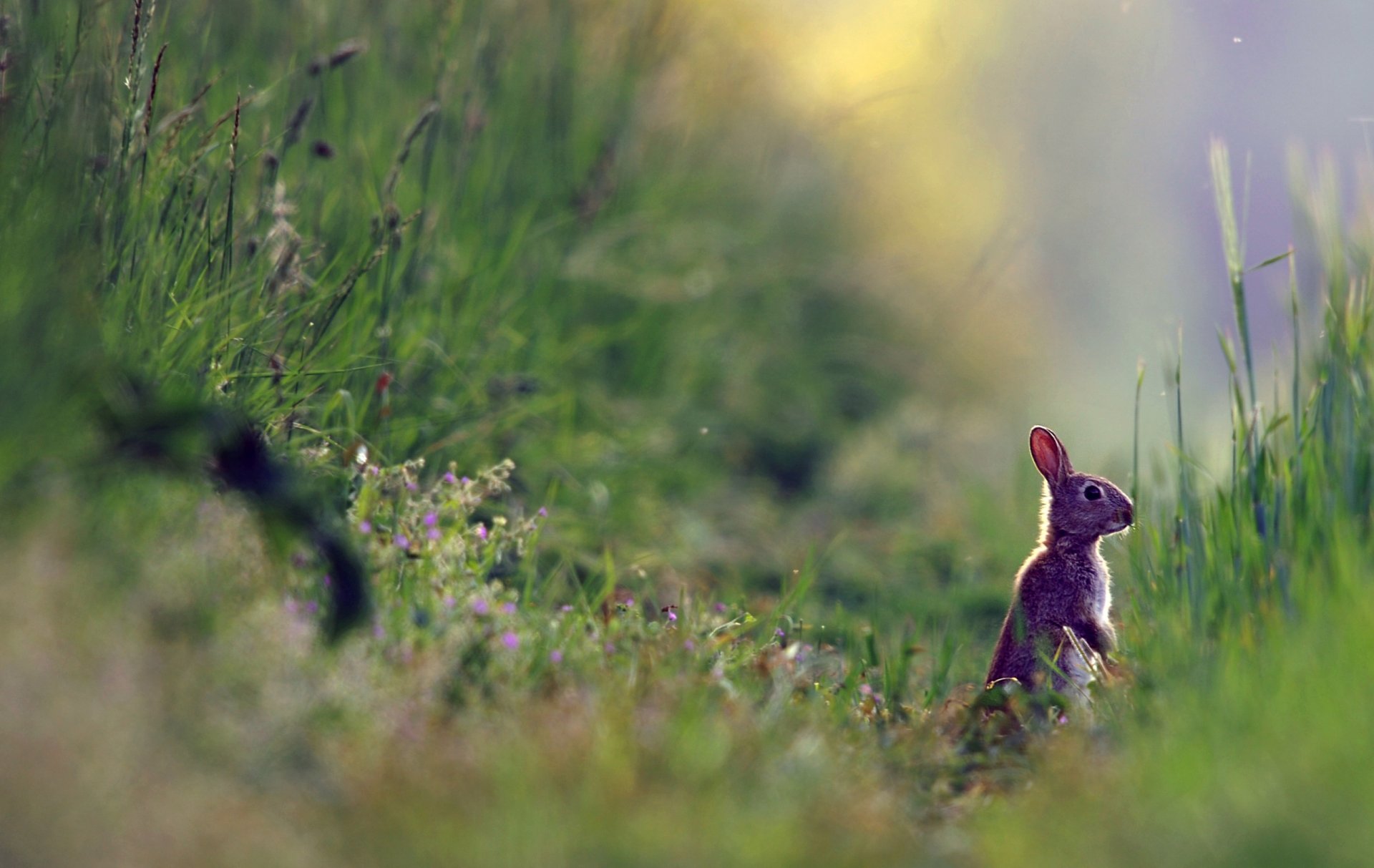 natur gras pflanzen sommer hase