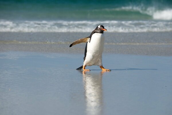 Pingüino caminando por el mar congelado