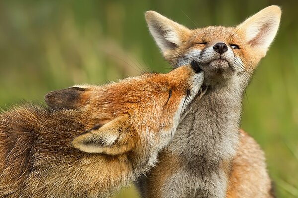 Deux Renarde Rousse mignon baiser