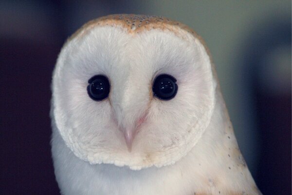 Cute bird, barn owl