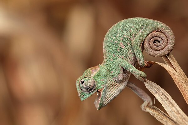 Caméléon vert assis et regardant