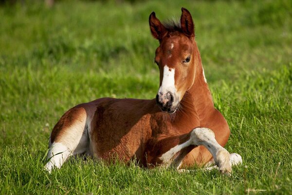 Poulain au repos dans l herbe sur le terrain