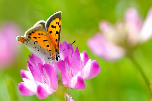 An orange butterfly that sits on a flower