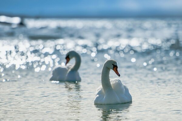 Nadan dos cisnes blancos