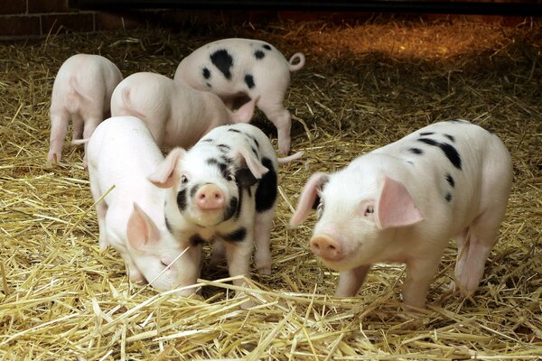 Foin parfumé chez les porcs dans une étable