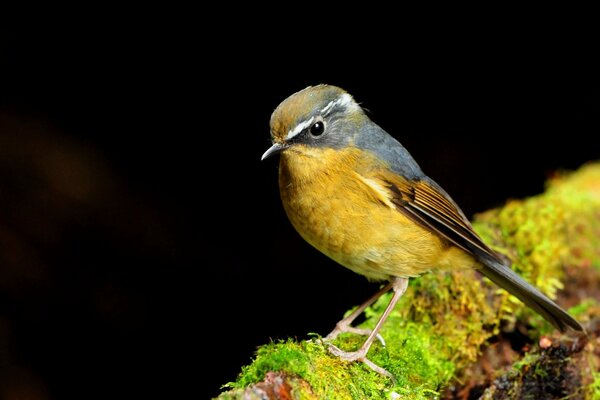 Gelber Vogel auf schwarzem Hintergrund