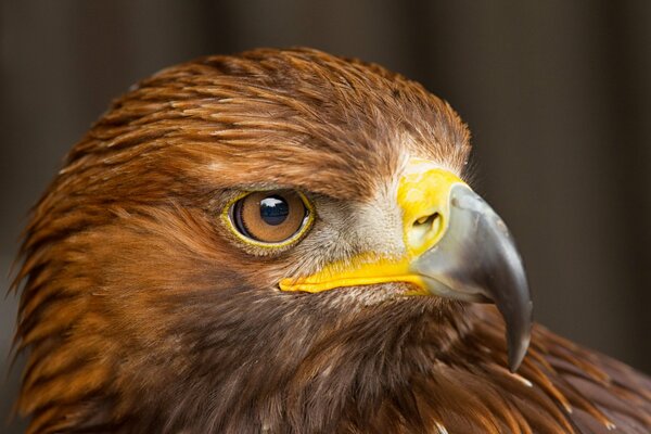 Falco orgoglioso dal becco giallo