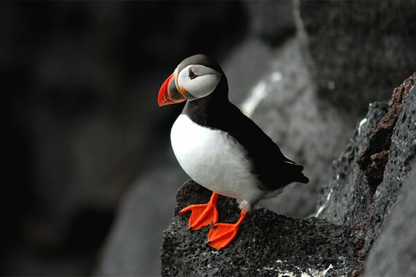 Atlantic puffin sits on the rocks