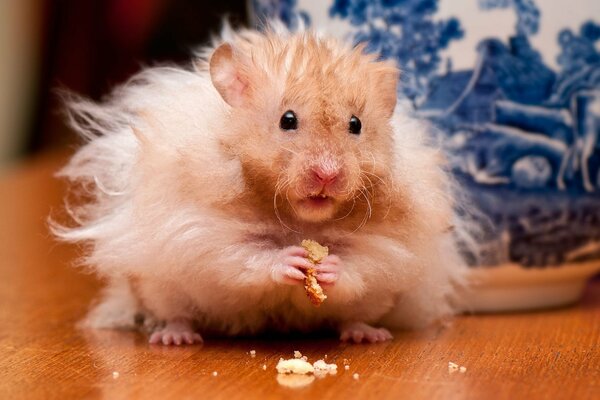 A pet hamster eats bread